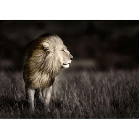 Kenya-Masai Mara National Reserve Abstract of male lion standing in field Black Modern Wood Framed Art Print by Jaynes Gallery