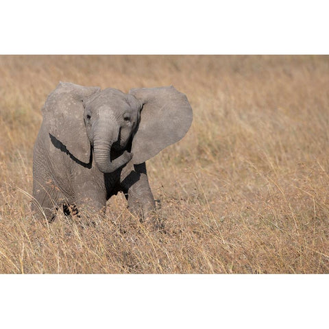 Africa-Kenya-Ol Pejeta Conservancy-Baby African elephant Black Modern Wood Framed Art Print by Hopkins, Cindy Miller