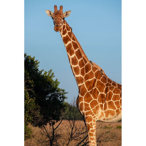 Africa-Kenya-Ol Pejeta Conservancy-Reticulated giraffe with yellow-billed oxpeckers Black Modern Wood Framed Art Print by Hopkins, Cindy Miller