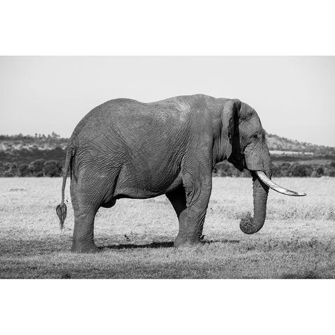 Africa-Kenya-Ol Pejeta Conservancy-Lone bull African elephant Black Modern Wood Framed Art Print by Hopkins, Cindy Miller