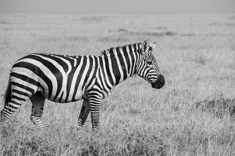 Africa-Kenya-Ol Pejeta Conservancy-Bruchells zebra-Equus burchellii-in grassland habitat, White Modern Wood Framed Art Print with Double Matting by Hopkins, Cindy Miller