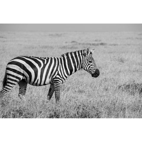 Africa-Kenya-Ol Pejeta Conservancy-Bruchells zebra-Equus burchellii-in grassland habitat, Black Modern Wood Framed Art Print by Hopkins, Cindy Miller