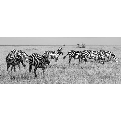 Africa-Kenya-Ol Pejeta Conservancy-Herd of Bruchells zebra-Equus burchellii-in grassland habitat Gold Ornate Wood Framed Art Print with Double Matting by Hopkins, Cindy Miller