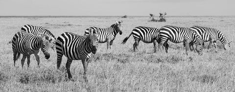 Africa-Kenya-Ol Pejeta Conservancy-Herd of Bruchells zebra-Equus burchellii-in grassland habitat Black Ornate Wood Framed Art Print with Double Matting by Hopkins, Cindy Miller