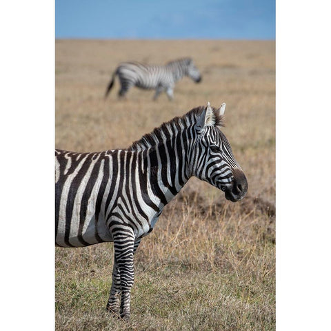 Africa-Kenya-Ol Pejeta Conservancy-Bruchells zebra-Equus burchellii-in grassland habitat Black Modern Wood Framed Art Print by Hopkins, Cindy Miller