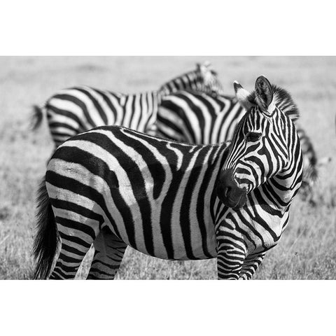 Africa-Kenya-Ol Pejeta Conservancy-Bruchells zebra-Equus burchellii-in grassland habitat Black Modern Wood Framed Art Print with Double Matting by Hopkins, Cindy Miller