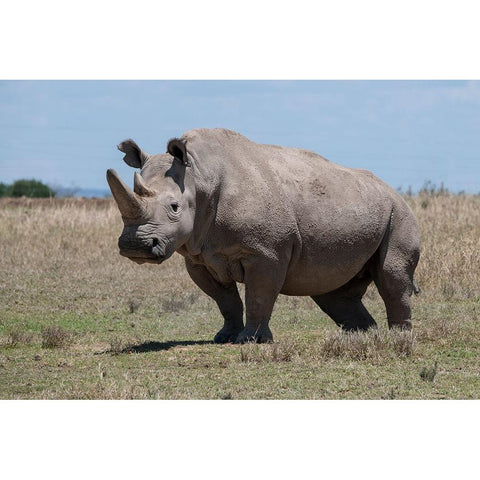 Africa-Kenya-Ol Pejeta Conservancy-one of the last 2 critically endangered Northern white rhinos White Modern Wood Framed Art Print by Hopkins, Cindy Miller