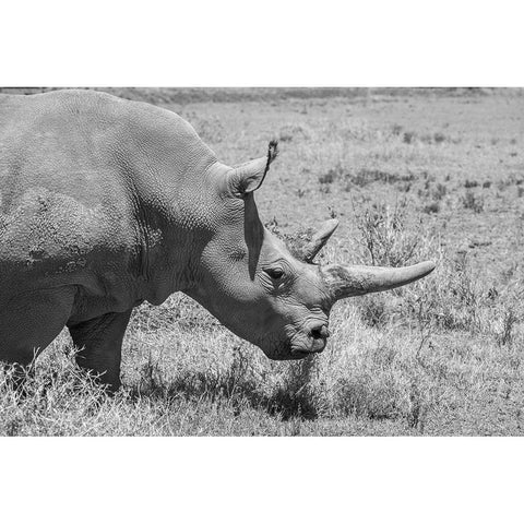Africa-Kenya-Ol Pejeta Conservancy-one of last 2 critically endangered Northern white rhinos White Modern Wood Framed Art Print by Hopkins, Cindy Miller