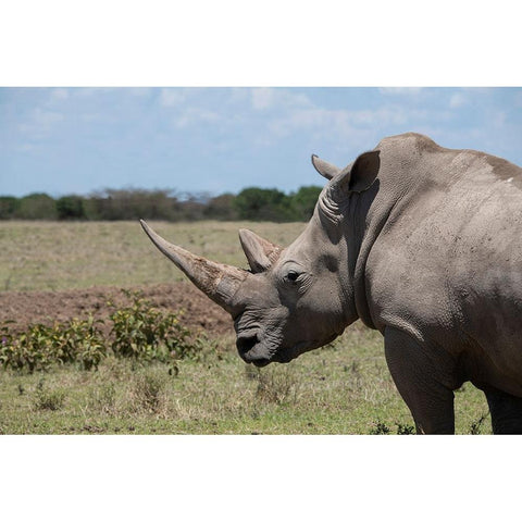 Africa-Kenya-Ol Pejeta Conservancy-One the last 2 critically endangered Northern white rhinos Black Modern Wood Framed Art Print by Hopkins, Cindy Miller