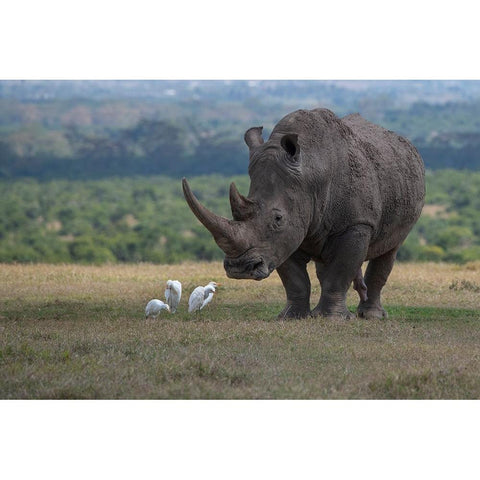 Africa-Kenya-Ol Pejeta-Southern white rhinoceros-Ceratotherium simum simum-with cattle egrets Black Modern Wood Framed Art Print by Hopkins, Cindy Miller