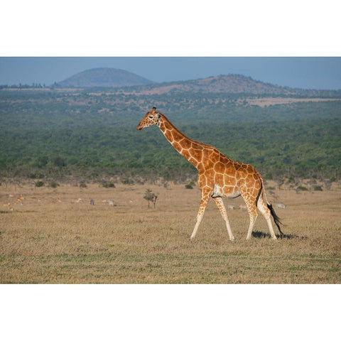 Africa-Kenya-Ol Pejeta Conservancy-Reticulated giraffe Endangered species Black Modern Wood Framed Art Print by Hopkins, Cindy Miller