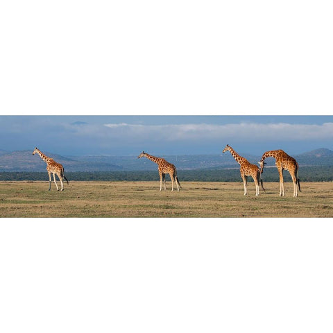 Africa-Kenya-Ol Pejeta Conservancy-Herd of Reticulated giraffe-Endangered species White Modern Wood Framed Art Print by Hopkins, Cindy Miller