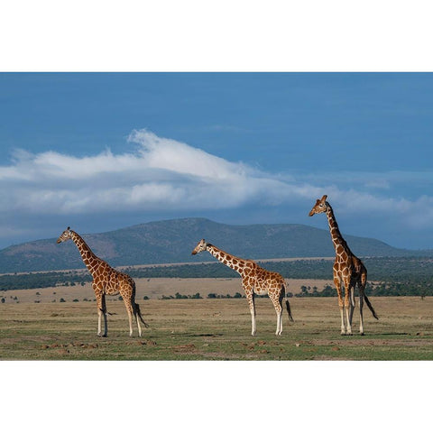 Africa-Kenya-Northern Frontier District-Ol Pejeta Conservancy-Reticulated giraffe Black Modern Wood Framed Art Print by Hopkins, Cindy Miller