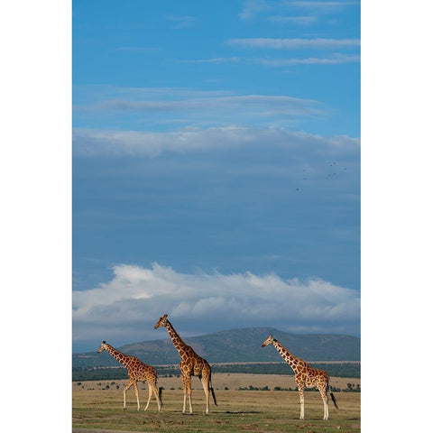 Africa-Kenya-Northern Frontier District-Ol Pejeta Conservancy-Reticulated giraffes Black Modern Wood Framed Art Print by Hopkins, Cindy Miller