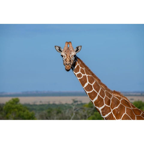 Africa-Kenya-Laikipia Plateau-Ol Pejeta Conservancy-Reticulated giraffe Endangered species Black Modern Wood Framed Art Print by Hopkins, Cindy Miller