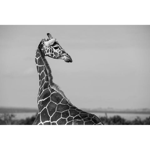 Africa-Kenya-Ol Pejeta Conservancy-Reticulated giraffe Endangered species White Modern Wood Framed Art Print by Hopkins, Cindy Miller