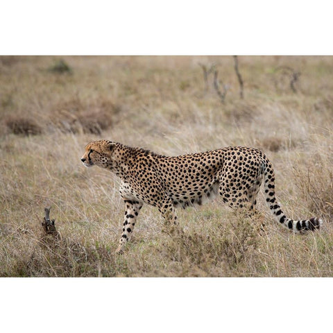 Africa-Kenya-Laikipia Plateau-Ol Pejeta Conservancy-Lone male cheetah-endangered species Black Modern Wood Framed Art Print by Hopkins, Cindy Miller