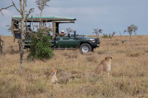 Africa-Kenya-Ol Pejeta Conservancy-Safari jeep with male cheetahs-endangered species White Modern Wood Framed Art Print with Double Matting by Hopkins, Cindy Miller