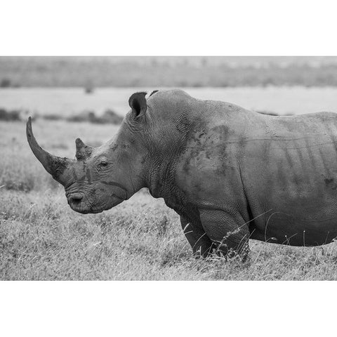 Kenya-Ol Pejeta Conservancy-Southern white rhinoceros-Ceratotherium simum simum Black Modern Wood Framed Art Print by Hopkins, Cindy Miller