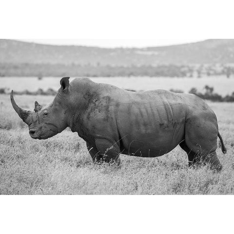 Africa-Kenya-Laikipia Plateau-Ol Pejeta Conservancy-Southern white rhinocero-lone male Black Modern Wood Framed Art Print by Hopkins, Cindy Miller