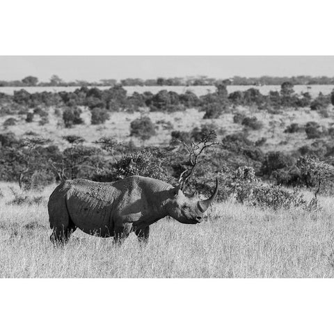 Africa-Kenya-Ol Pejeta Conservancy-Black rhinoceros-aka hook-lipped-Critically Endangered species Black Modern Wood Framed Art Print by Hopkins, Cindy Miller