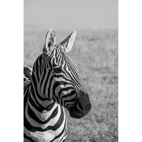 Africa-Kenya-Laikipia Plateau-Ol Pejeta Conservancy-Bruchells zebra-Equus burchellii Black Modern Wood Framed Art Print with Double Matting by Hopkins, Cindy Miller