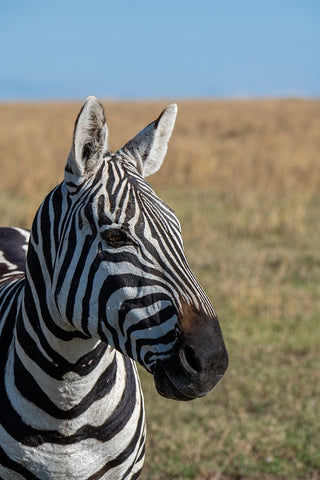 Africa-Kenya-Laikipia Plateau-Ol Pejeta Conservancy-Bruchells zebra-Equus burchellii Black Ornate Wood Framed Art Print with Double Matting by Hopkins, Cindy Miller