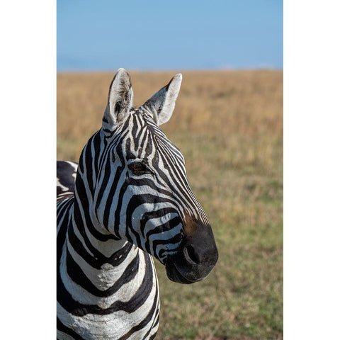 Africa-Kenya-Laikipia Plateau-Ol Pejeta Conservancy-Bruchells zebra-Equus burchellii White Modern Wood Framed Art Print by Hopkins, Cindy Miller