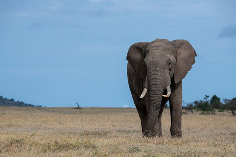 Africa-Kenya-Laikipia Plateau-Ol Pejeta Conservancy-Lone bull African elephant White Modern Wood Framed Art Print with Double Matting by Hopkins, Cindy Miller