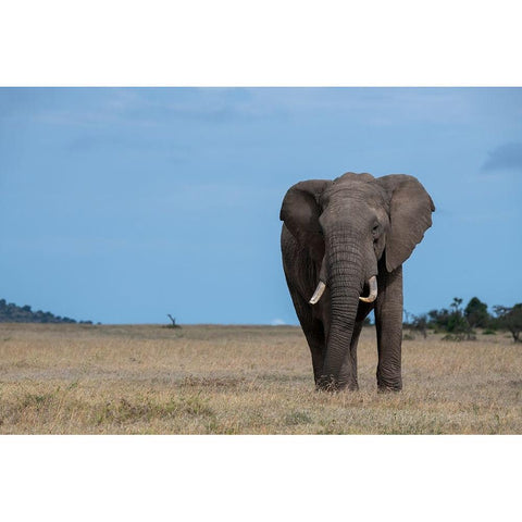 Africa-Kenya-Laikipia Plateau-Ol Pejeta Conservancy-Lone bull African elephant Black Modern Wood Framed Art Print by Hopkins, Cindy Miller