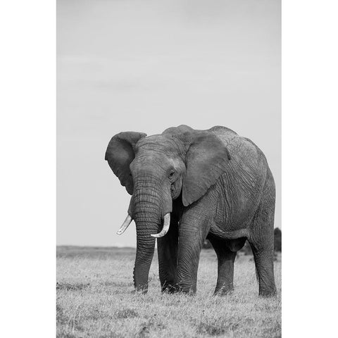 Africa-Kenya-Laikipia Plateau-Ol Pejeta Conservancy-African elephant Black Modern Wood Framed Art Print by Hopkins, Cindy Miller