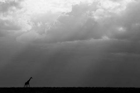 Kenya-Serengeti-Maasai Mara-Masai giraffe in front of stormy sky-Endangered species White Modern Wood Framed Art Print with Double Matting by Hopkins, Cindy Miller