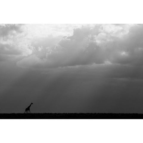 Kenya-Serengeti-Maasai Mara-Masai giraffe in front of stormy sky-Endangered species White Modern Wood Framed Art Print by Hopkins, Cindy Miller