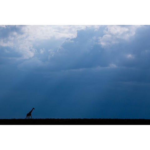 Kenya-Serengeti-Maasai Mara-Masai giraffe in front of stormy sky-Endangered species Gold Ornate Wood Framed Art Print with Double Matting by Hopkins, Cindy Miller