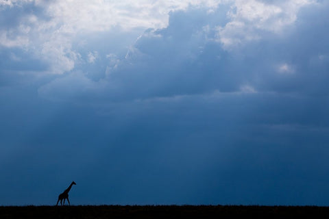 Kenya-Serengeti-Maasai Mara-Masai giraffe in front of stormy sky-Endangered species White Modern Wood Framed Art Print with Double Matting by Hopkins, Cindy Miller