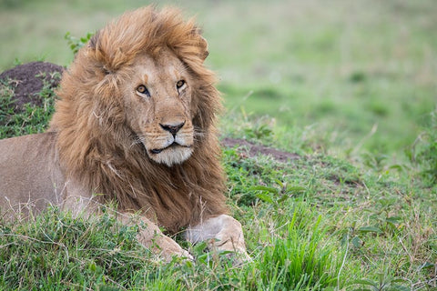 Africa-Kenya-Northern Serengeti Plains-Maasai Mara-Male lion White Modern Wood Framed Art Print with Double Matting by Hopkins, Cindy Miller