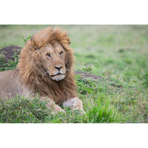Africa-Kenya-Northern Serengeti Plains-Maasai Mara-Male lion Black Modern Wood Framed Art Print by Hopkins, Cindy Miller