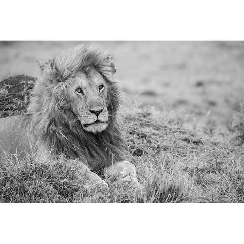 Africa-Kenya-Northern Serengeti Plains-Maasai Mara-Male lion Black Modern Wood Framed Art Print with Double Matting by Hopkins, Cindy Miller