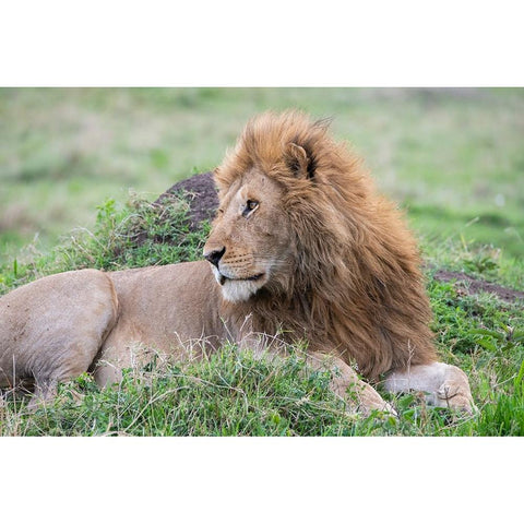 Africa-Kenya-Northern Serengeti Plains-Maasai Mara-Male lion Black Modern Wood Framed Art Print with Double Matting by Hopkins, Cindy Miller