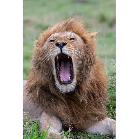 Africa-Kenya-Serengeti Plains-Maasai Mara-Male lion yawning Black Modern Wood Framed Art Print by Hopkins, Cindy Miller