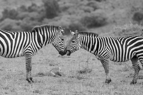Africa-Kenya-Serengeti-Maasai Mara-Plains zebra aka common or Burchells zebra White Modern Wood Framed Art Print with Double Matting by Hopkins, Cindy Miller