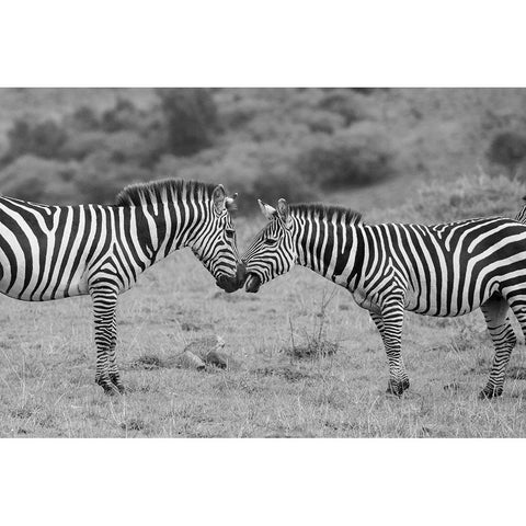Africa-Kenya-Serengeti-Maasai Mara-Plains zebra aka common or Burchells zebra Black Modern Wood Framed Art Print by Hopkins, Cindy Miller