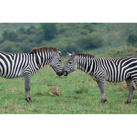 Africa-Kenya-Serengeti-Maasai Mara-Plains zebra aka common or Burchells zebra Gold Ornate Wood Framed Art Print with Double Matting by Hopkins, Cindy Miller