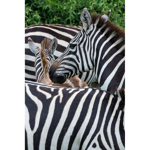 Africa-Kenya-Serengeti Plains-Maasai Mara-Plains zebra aka common or Burchells zebra Black Modern Wood Framed Art Print with Double Matting by Hopkins, Cindy Miller