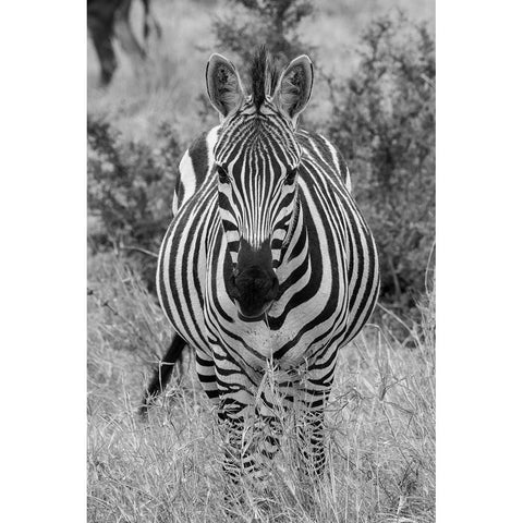 Africa-Kenya-Serengeti Plains-Maasai Mara-Plains zebra aka Burchells zebra Black Modern Wood Framed Art Print by Hopkins, Cindy Miller
