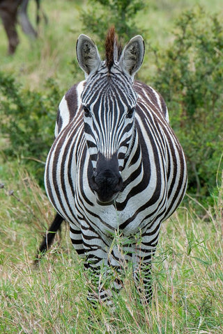 Africa-Kenya-Northern Serengeti Plains-Maasai Mara-Plains zebra aka Burchells zebra White Modern Wood Framed Art Print with Double Matting by Hopkins, Cindy Miller