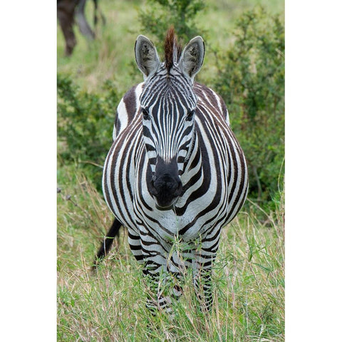 Africa-Kenya-Northern Serengeti Plains-Maasai Mara-Plains zebra aka Burchells zebra White Modern Wood Framed Art Print by Hopkins, Cindy Miller