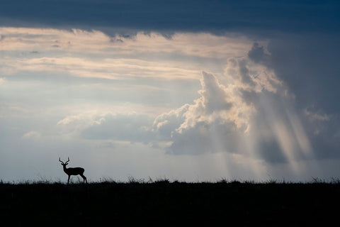 Africa-Kenya-Serengeti Plains-Maasai Mara-Impala-silhouette with storm clouds Black Ornate Wood Framed Art Print with Double Matting by Hopkins, Cindy Miller