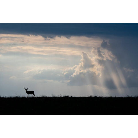 Africa-Kenya-Serengeti Plains-Maasai Mara-Impala-silhouette with storm clouds Black Modern Wood Framed Art Print by Hopkins, Cindy Miller