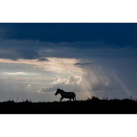 Africa-Kenya-Serengeti-Maasai Mara-Burchells zebra-Sihouette of zebra Gold Ornate Wood Framed Art Print with Double Matting by Hopkins, Cindy Miller